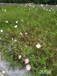 繁盛林业美丽月见草种子