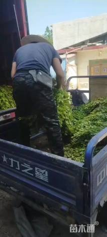高度50厘米金叶女贞