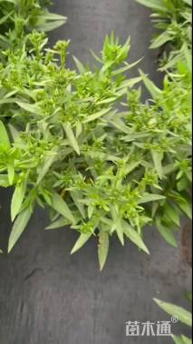 高度20厘米荷兰菊