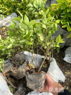 高度30厘米金森女贞