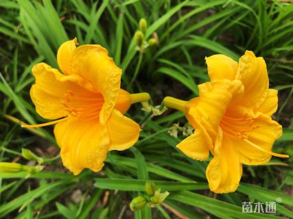 高度40厘米金娃娃萱草
