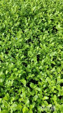 高度20厘米蓝雪花