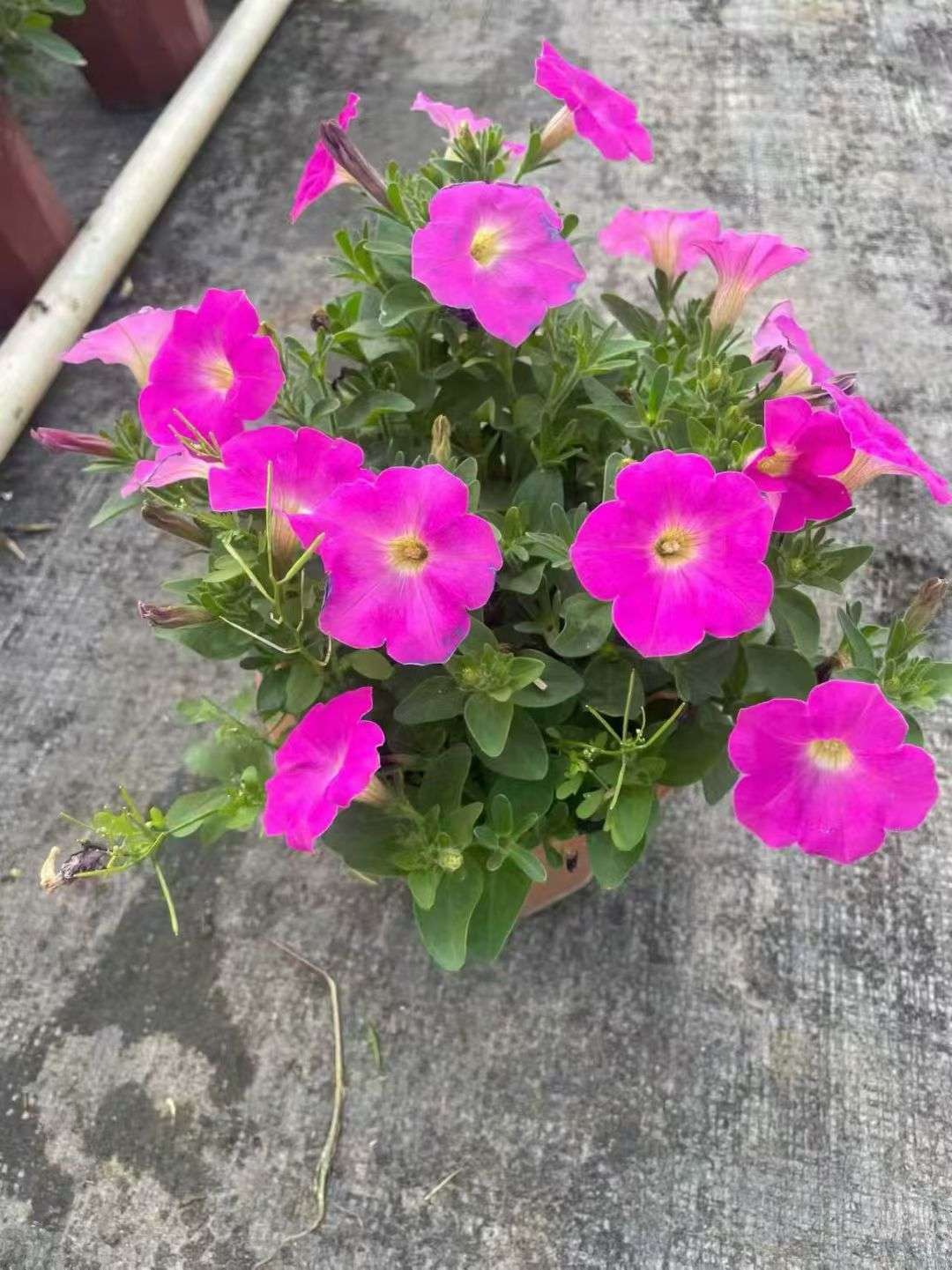 高度20厘米牵牛花