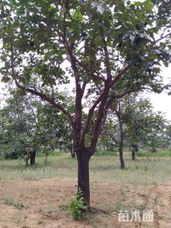 23公分柿树