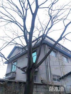 43公分合欢