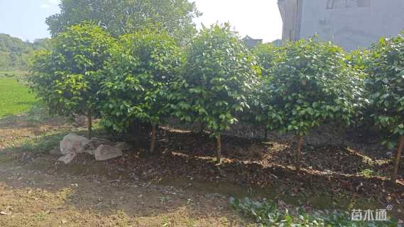 高度200厘米茶花