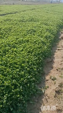 高度40厘米灯心草