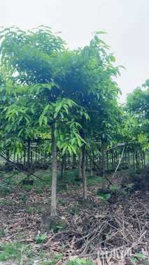 3公分大叶紫薇