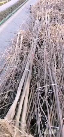 0.5公分毛叶山桐子