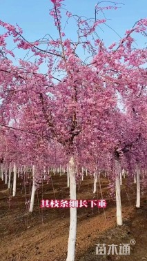 12公分垂枝樱花