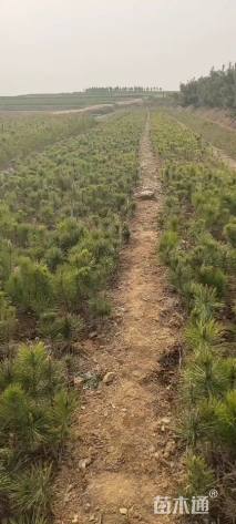 高度30厘米黑松小苗