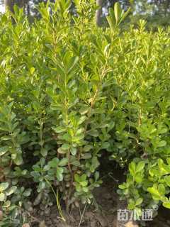 高度50厘米小叶黄杨