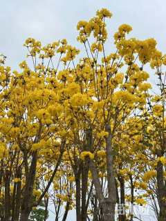 11公分黄花风铃木