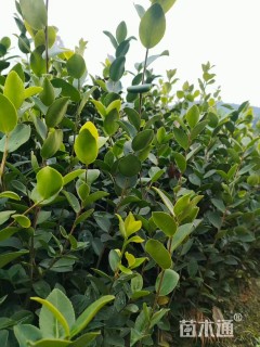高度60厘米油茶