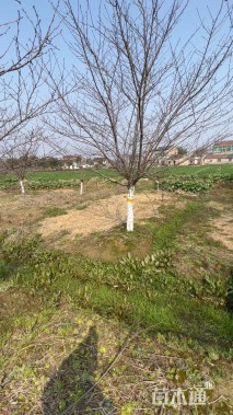 8公分垂丝海棠