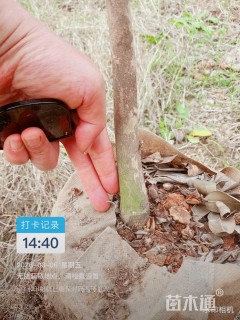 高度100厘米油茶