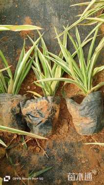 高度10厘米金边吊兰