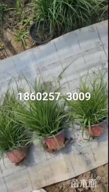 高度15厘米青绿苔草