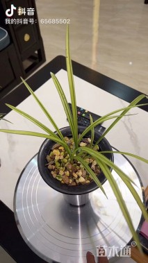 高度25厘米春兰艺草