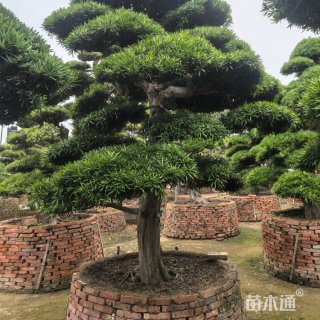 20公分日本罗汉松