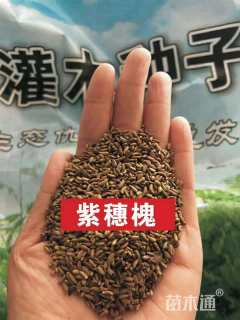 紫穗槐种子