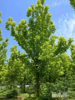 15公分金叶复叶槭