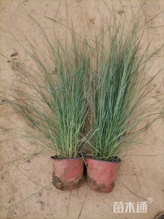 高度20厘米粉黛乱子草