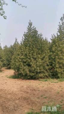 高度400厘米白皮松