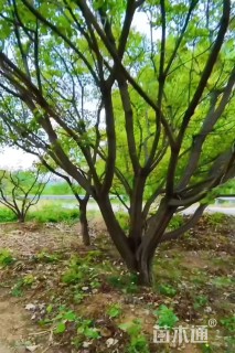 高度800厘米丛生黄栌