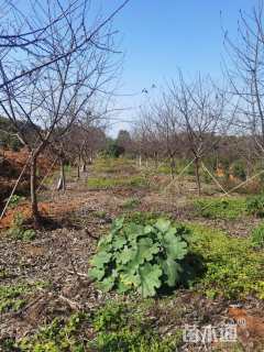 高度350厘米牡丹