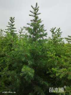 高度1200厘米雪松