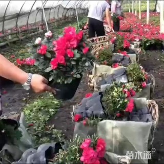 高度30厘米夏鹃