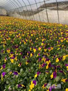 高度7厘米三色堇