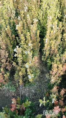 高度45厘米小叶黄杨