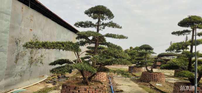 20公分罗汉松