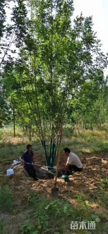 高度600厘米丛生白蜡