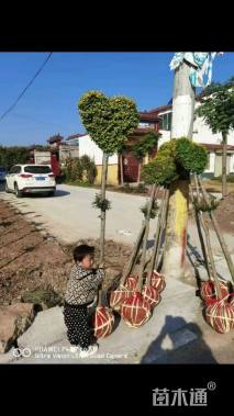 5公分造型亮晶女贞