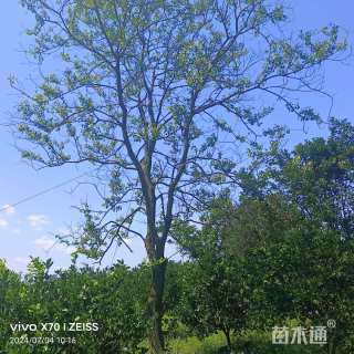 30公分乌桕