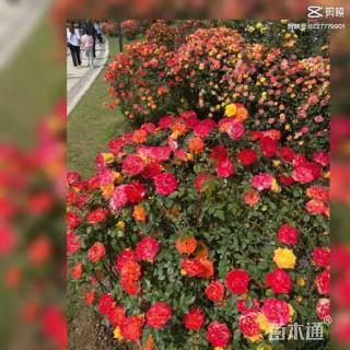 高度15厘米丰花月季