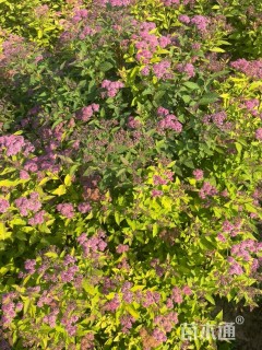高度60厘米金山绣线菊