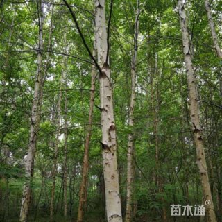 8公分白桦