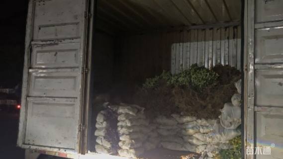 高度40厘米龟甲冬青