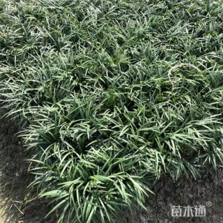 高度3厘米麦冬
