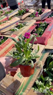 高度20厘米紫罗兰