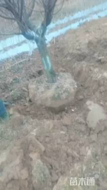 12公分红叶碧桃