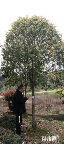 8公分桂花