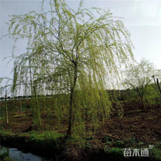 13公分垂柳
