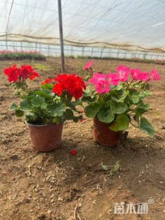 高度15厘米天竺葵