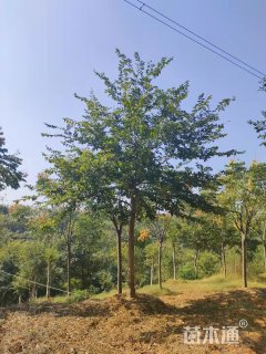 20公分朴树