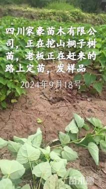 5公分山桐子